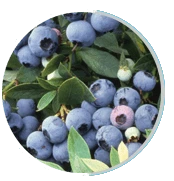 Bilberry Extract