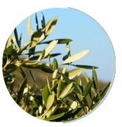 Olive Leaf